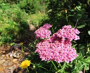 11 Achillea millefolium (Achillea millefoglie)